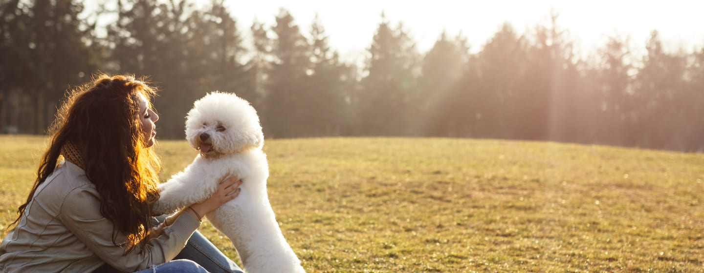 Miniature curly best sale haired dog